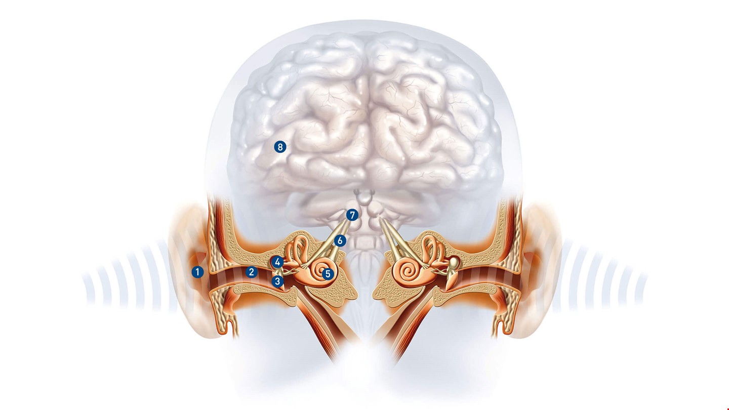 How does hearing work? Things to know about hearing KIND