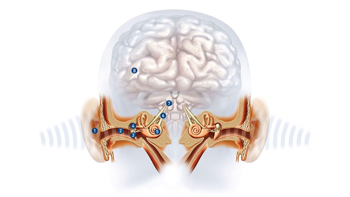 Stapes: Anatomy, structure and function